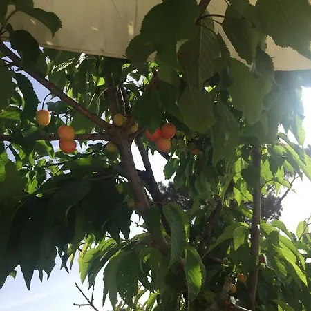 Zia Bi فندق مبيت وإفطار *