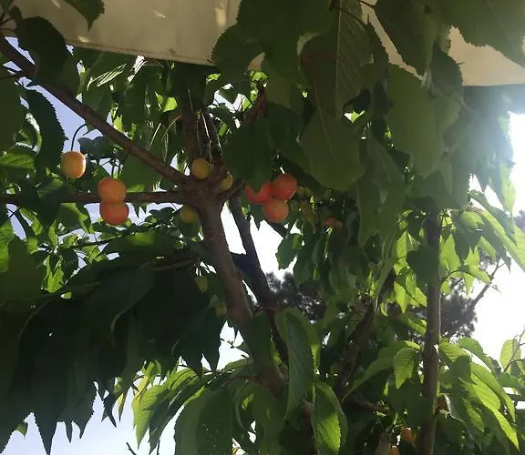 Zia Bi לינה וארוחת בוקר 4*